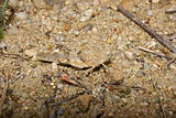 Red Sand Grasshopper (Sphingonotus caerulans)