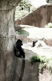 A gorilla relaxing on a rock in the afternoon