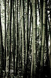 a bamboo forest full of trees