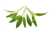 Sage Herb Leaves