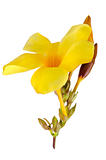 Beautiful yellow flowering Mandevilla