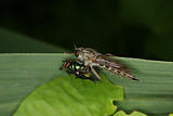 Robber fly (Stichopogon sp.)