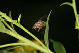 Fruit fly (Drosophilidae)