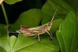 Field grasshopper (Chorthippus apricarius)