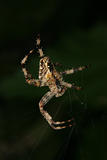 European garden spider (Araneus diadematus)