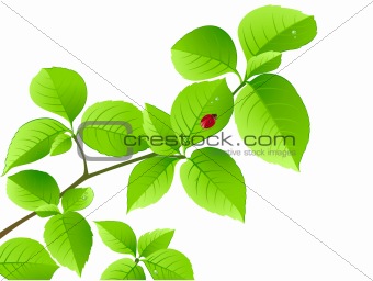 floral background with green branch and  ladybird