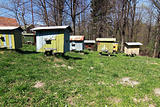 apiary with beehives