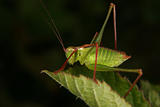 Speckled bush-cricket (Leptophyes punctatissima)