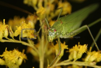 Bush cricket (Phaneroptera falcata)