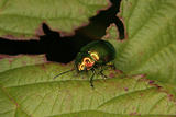 Jewel beetle (Buprestidae)