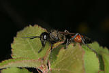 Ichneumon wasp (Ichneumonidae)