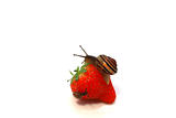 two snails on strawberry
