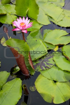 water lilly pond pattaya thailand