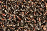 Southern wood ants (Formica rufa)