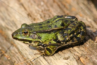 Edible Frog (Pelophylax "esculentus")