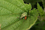 Weevil (Curculio)