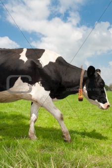 frisian cow