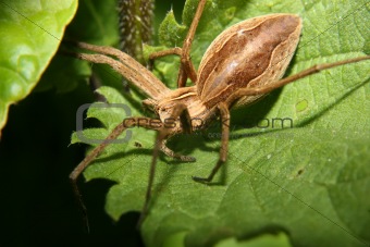 Nursery web spider (Pisaura mirabilis)