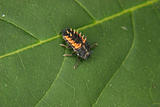 Ladybird beetle larva (Coccinella)