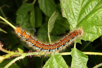 Buff-tip caterpillar (Phalera bucephala)