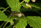 Common Scorpionfly (Panorpa communis)