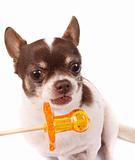 chihuahua and lollipop