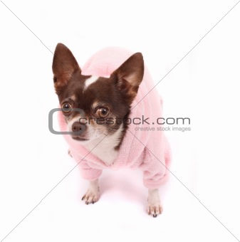 chihuahua in pink