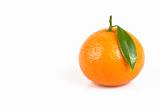 clemenvilla  Citrus clementina