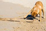 Boxer dog at the beach.