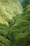 Maui Rainforest.