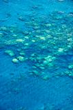 Hawaiian coral reef. 