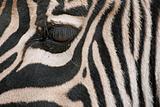 nice zebra close up