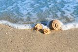 Seashell on the seashore with wave