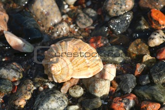 Beach Seashell