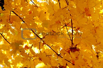 Orange leaves of Autumn