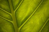 Green leaf close-up