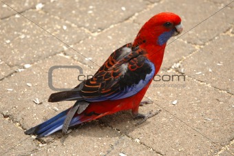 Red and blue parrot. Side view.