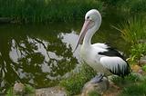 Lonely pelican at the pond.