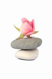 Rose on stones in balance isolated on white