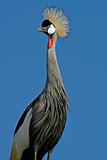Crowned crane