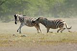 Fighting Zebras 