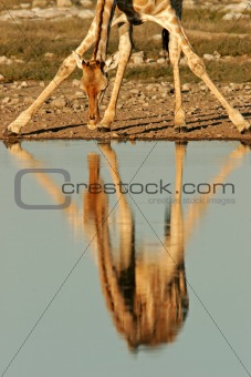 Giraffe reflection
