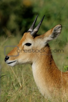 Puku antelope