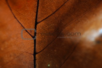 autumn leaf background