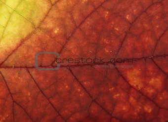Leaf macro
