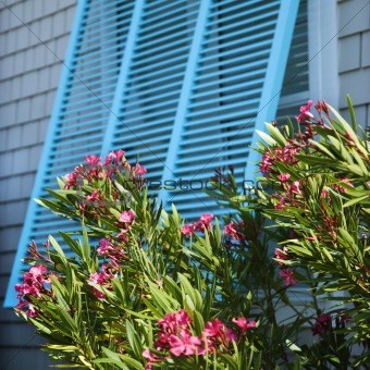 Window with oleander.