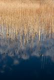sedge reflection in lake
