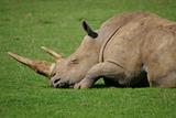 Rhino at Rest