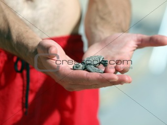 Newborn turtle