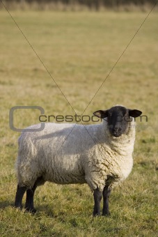 Black Faced Sheep